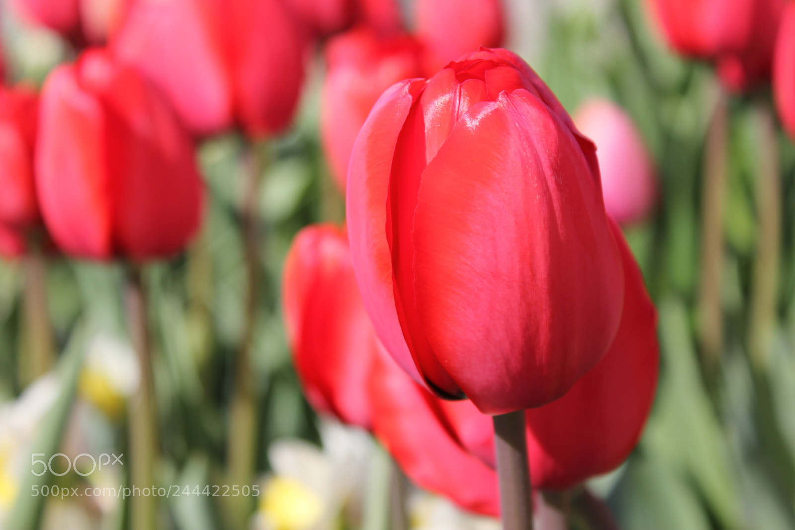 Canon EF-S 18-55mm F3.5-5.6 IS sample photo. Tulips edward's garden, toronto photography