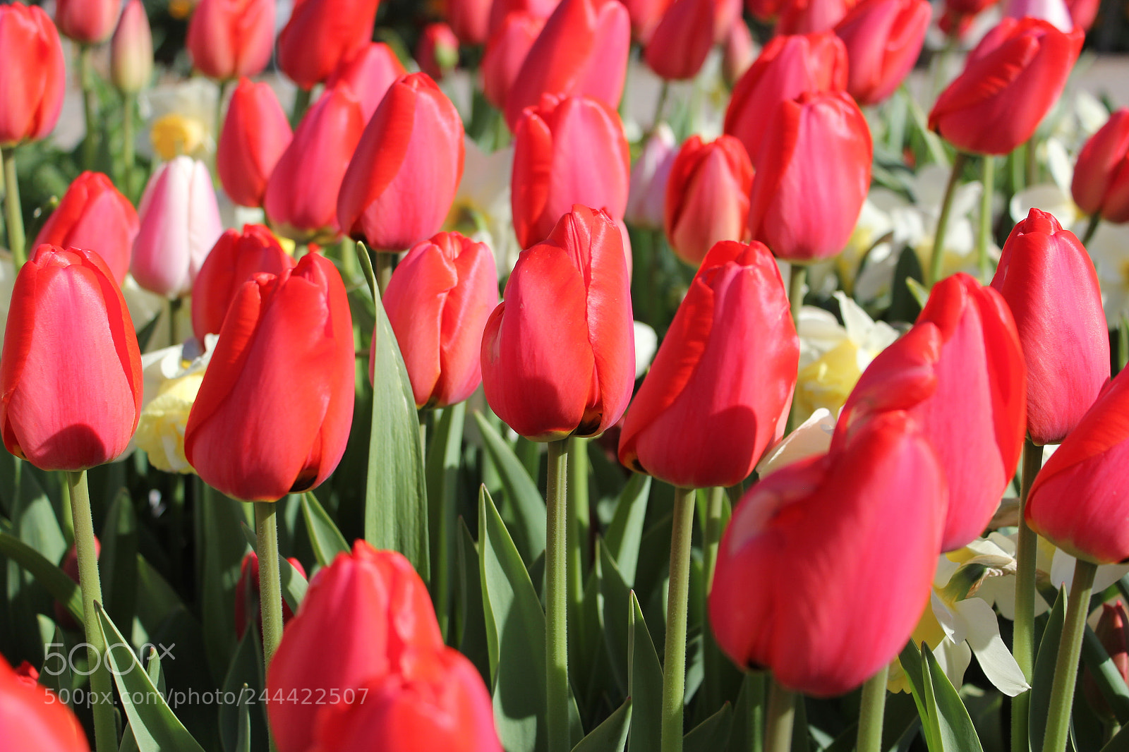Canon EF-S 18-55mm F3.5-5.6 IS sample photo. Tulips edward's garden, toronto photography