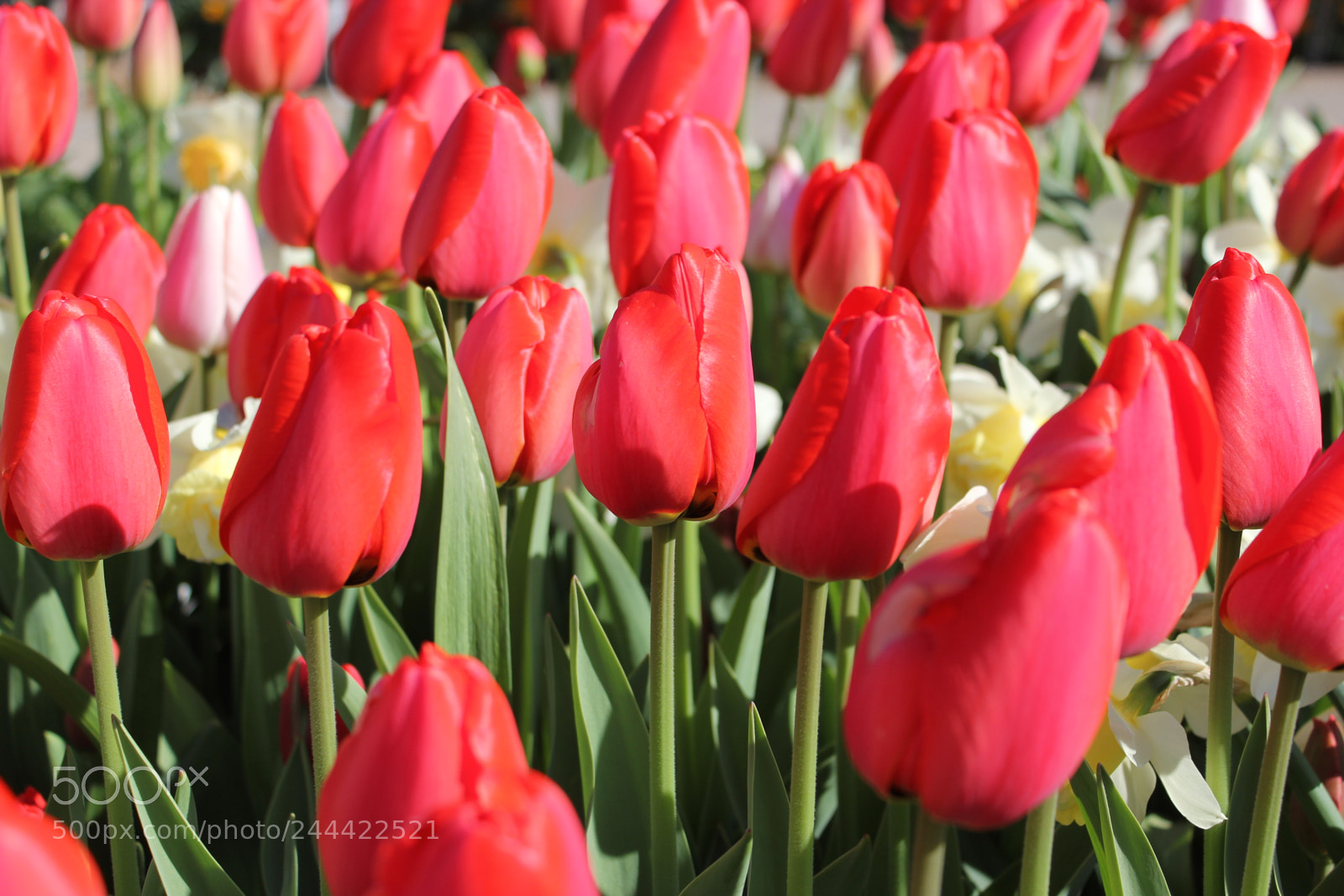 Canon EF-S 18-55mm F3.5-5.6 IS sample photo. Tulips edward's garden, toronto photography