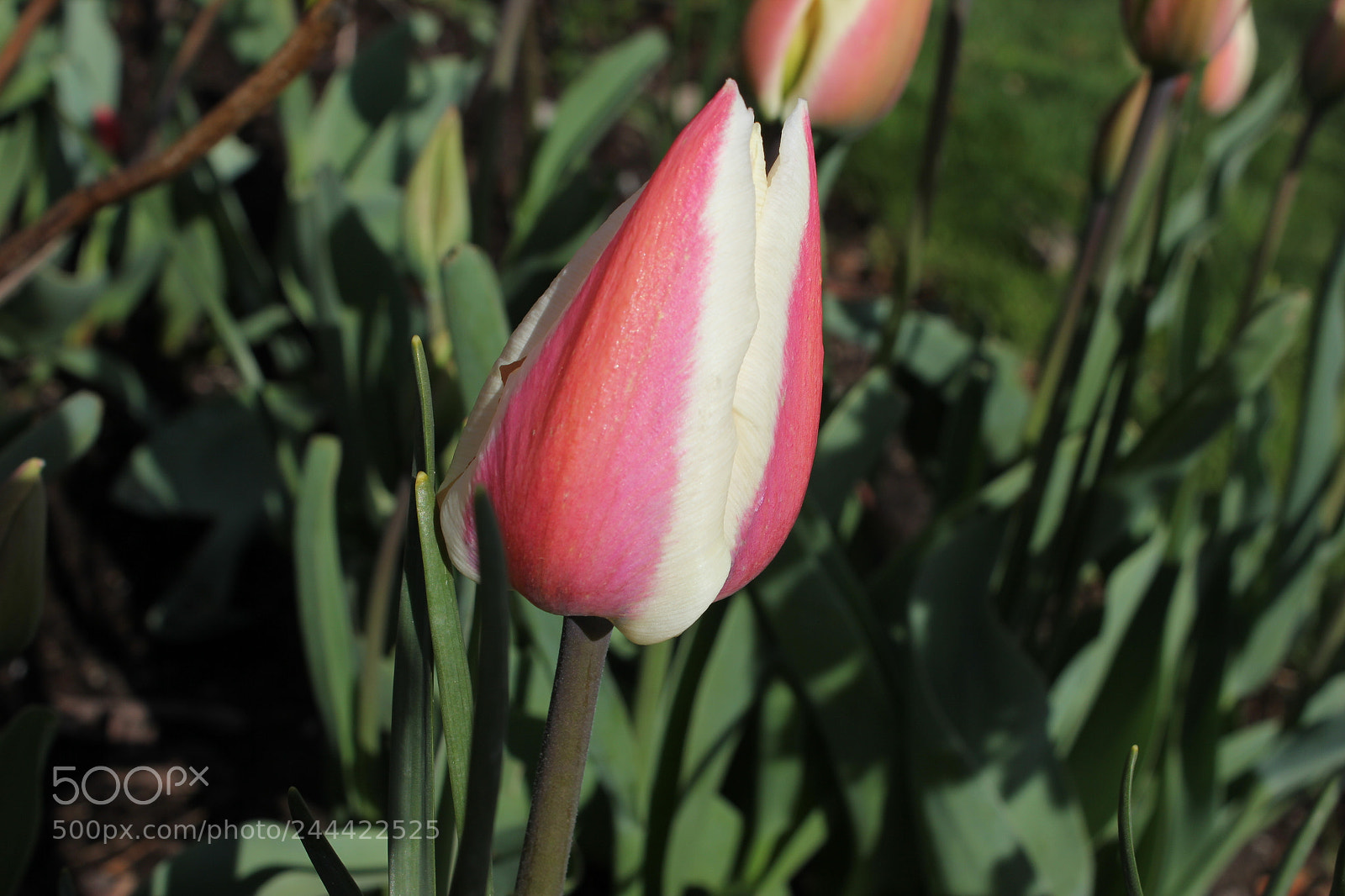 Canon EF-S 18-55mm F3.5-5.6 IS sample photo. Tulips edward's garden, toronto photography