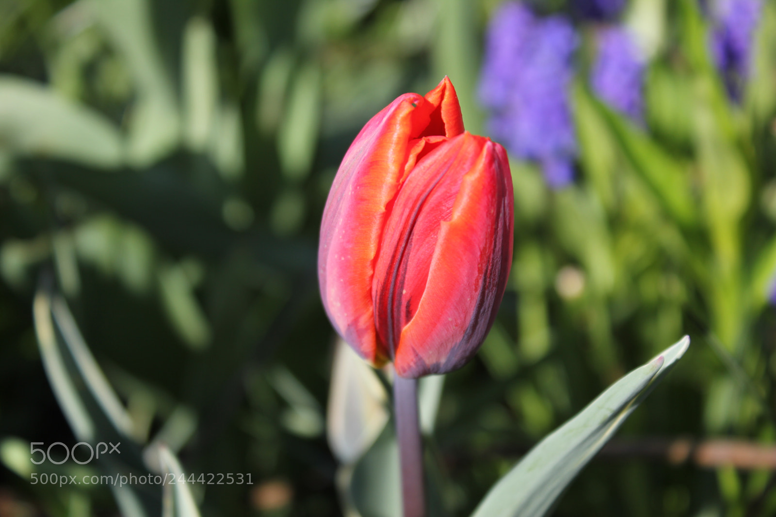 Canon EF-S 18-55mm F3.5-5.6 IS sample photo. Tulips edward's garden, toronto photography