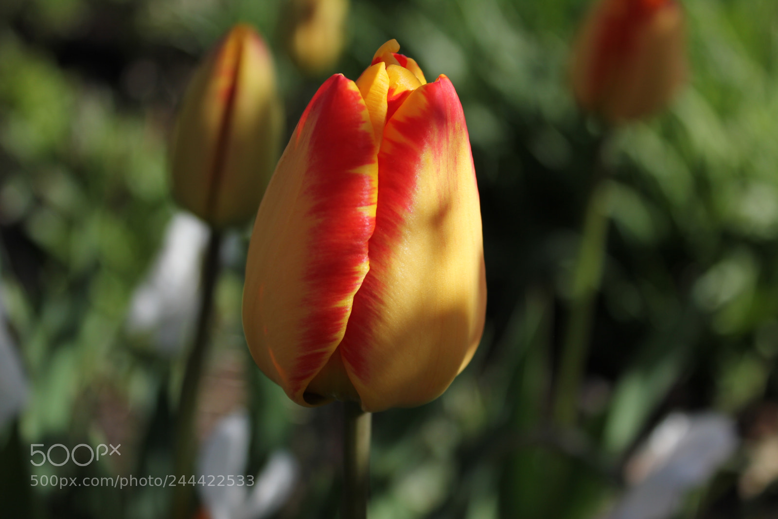 Canon EF-S 18-55mm F3.5-5.6 IS sample photo. Tulips edward's garden, toronto photography