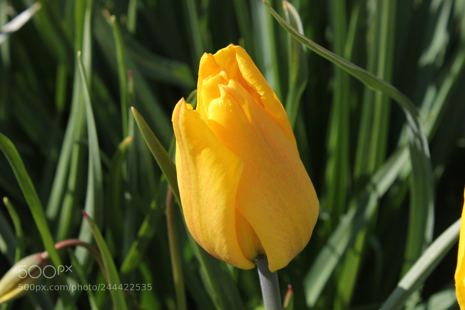 Canon EF-S 18-55mm F3.5-5.6 IS sample photo. Tulips edward's garden, toronto photography