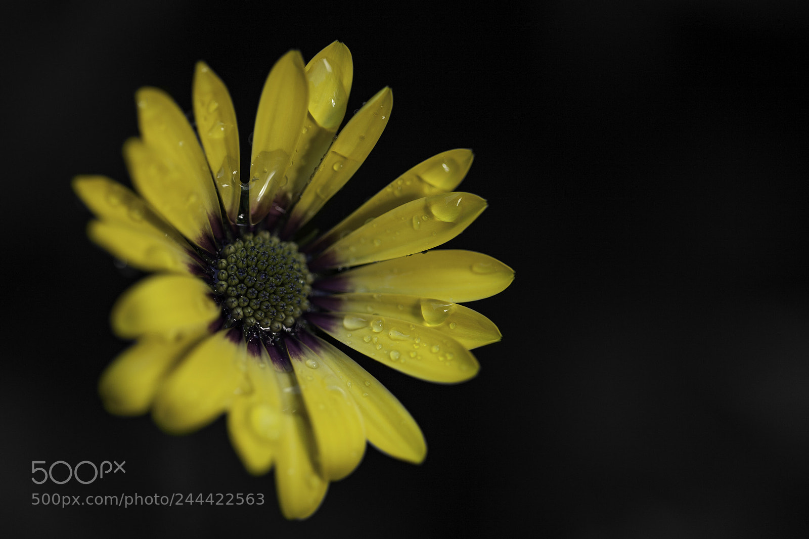 Canon EOS 5D sample photo. Drops photography