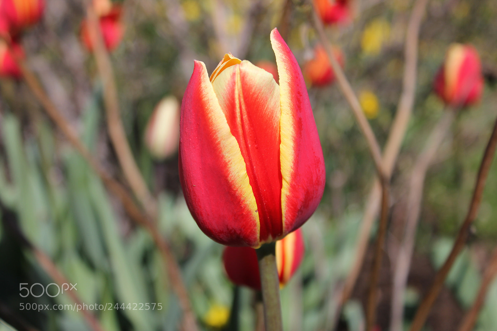 Canon EF-S 18-55mm F3.5-5.6 IS sample photo. Tulips edward's garden, toronto photography
