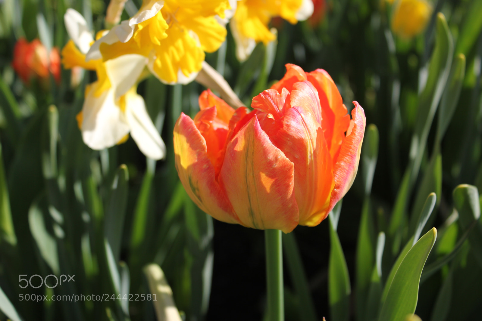 Canon EF-S 18-55mm F3.5-5.6 IS sample photo. Tulips edward's garden, toronto photography
