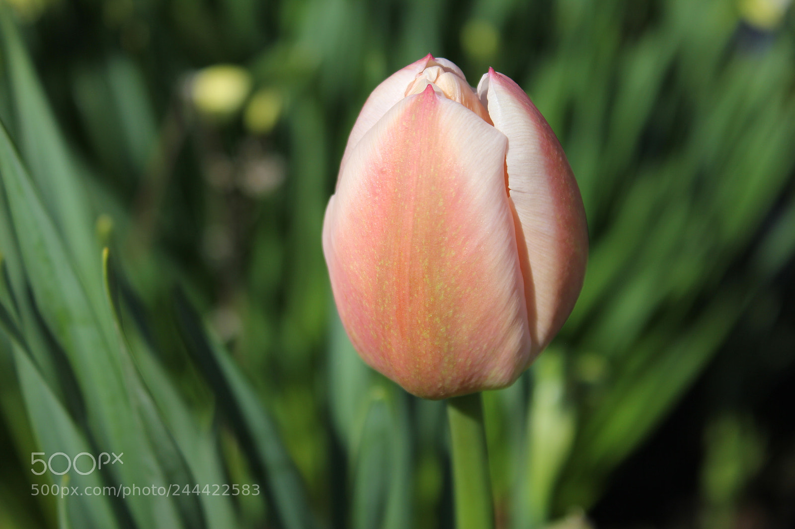 Canon EF-S 18-55mm F3.5-5.6 IS sample photo. Tulips edward's garden, toronto photography