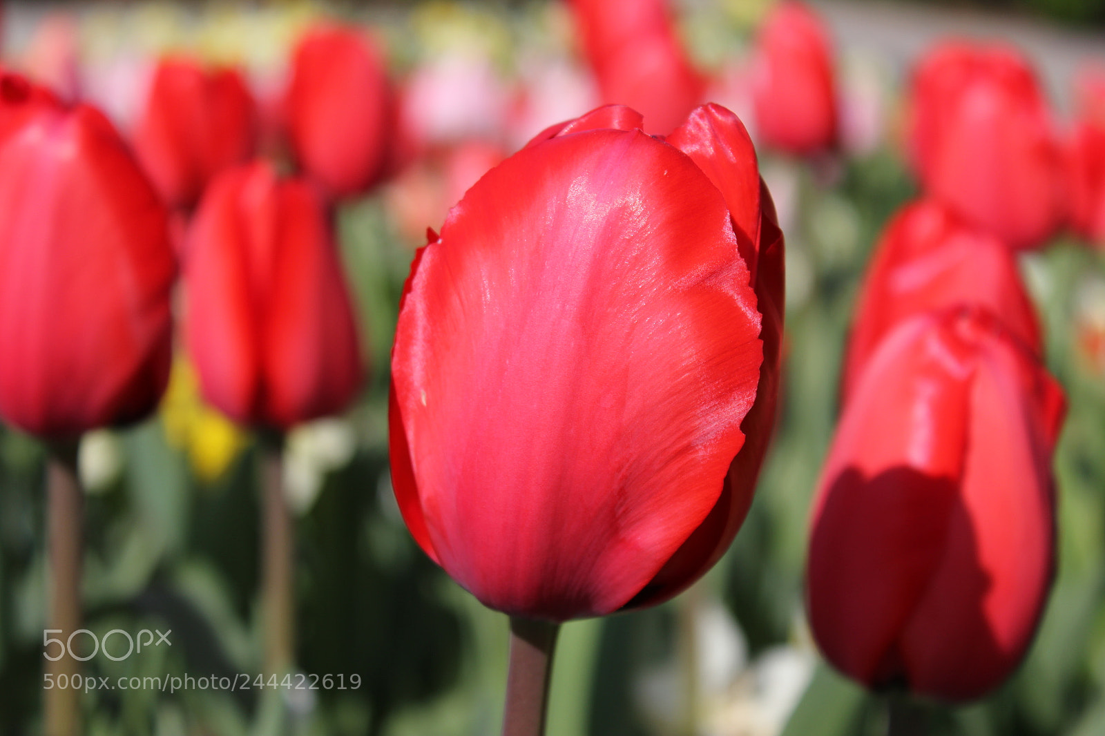 Canon EF-S 18-55mm F3.5-5.6 IS sample photo. Tulips edward's garden, toronto photography