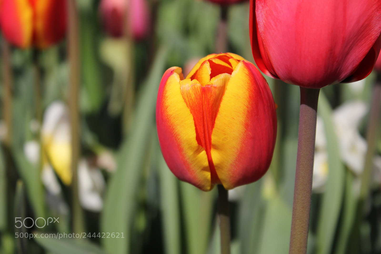 Canon EF-S 18-55mm F3.5-5.6 IS sample photo. Tulips edward's garden, toronto photography