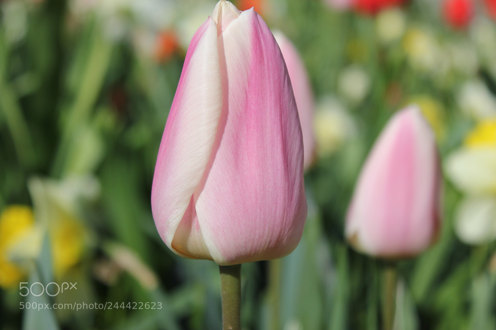 Canon EF-S 18-55mm F3.5-5.6 IS sample photo. Tulips edward's garden, toronto photography