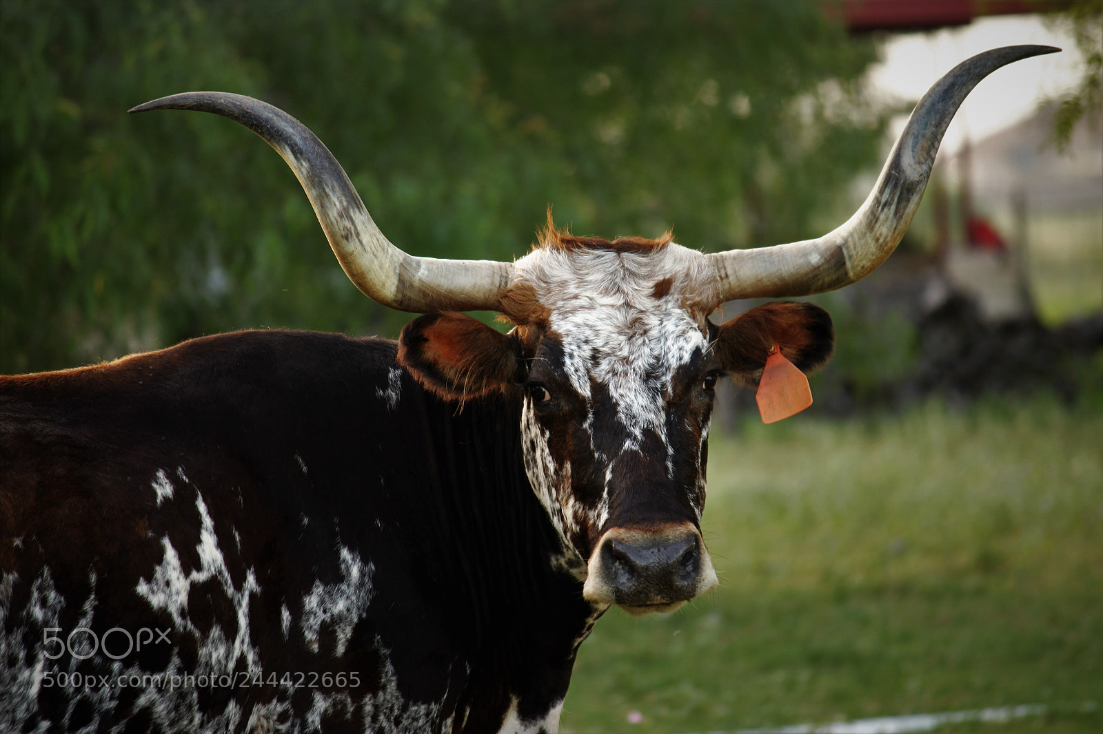 Canon EOS 500D (EOS Rebel T1i / EOS Kiss X3) sample photo. Longhorn connection - texas photography