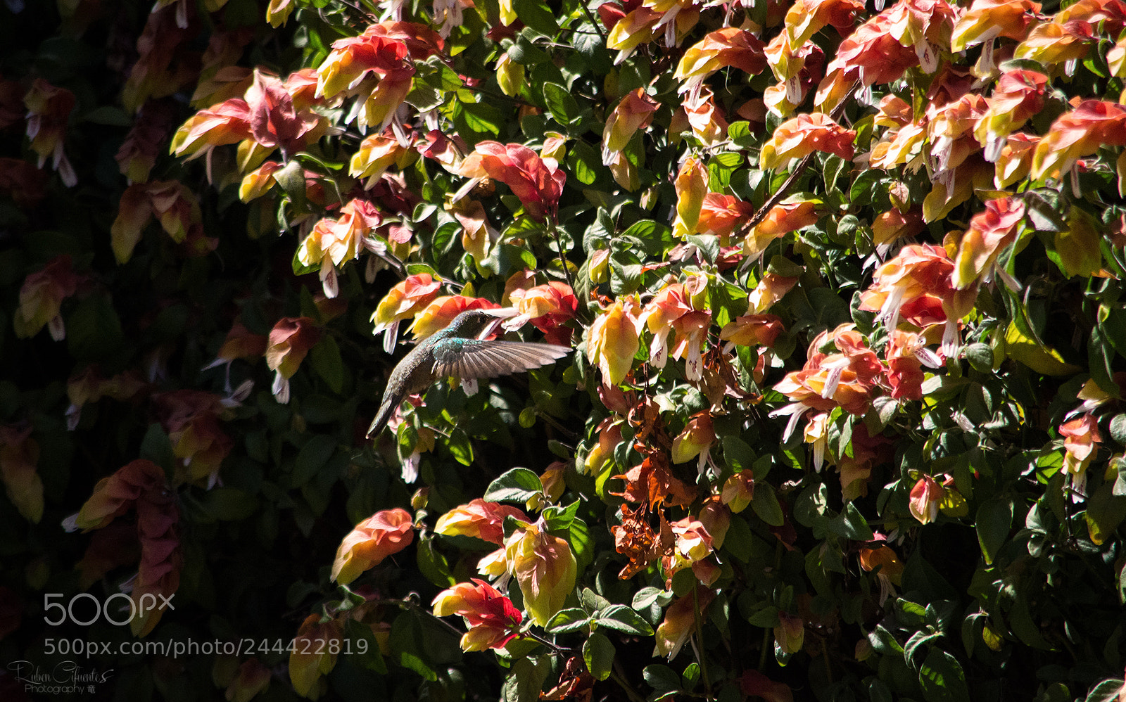 Nikon D7200 sample photo. Hummingbird buzzer photography