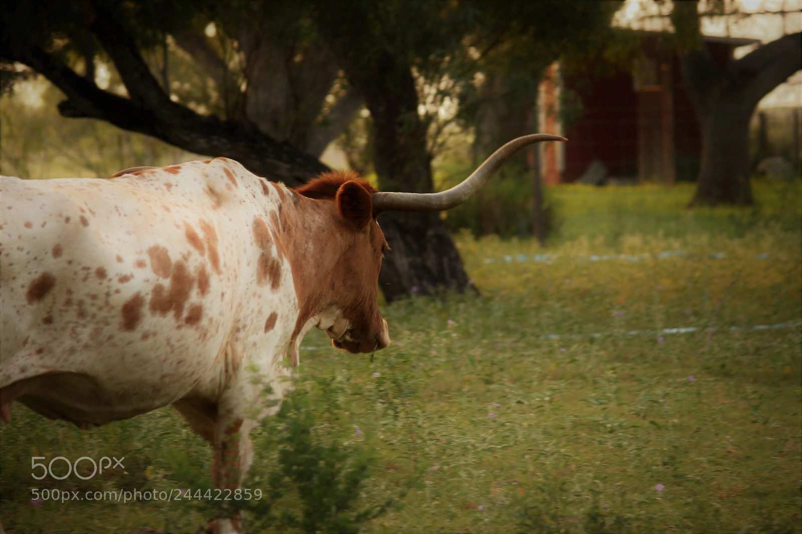 Canon EOS 500D (EOS Rebel T1i / EOS Kiss X3) sample photo. Texas longhorn photography
