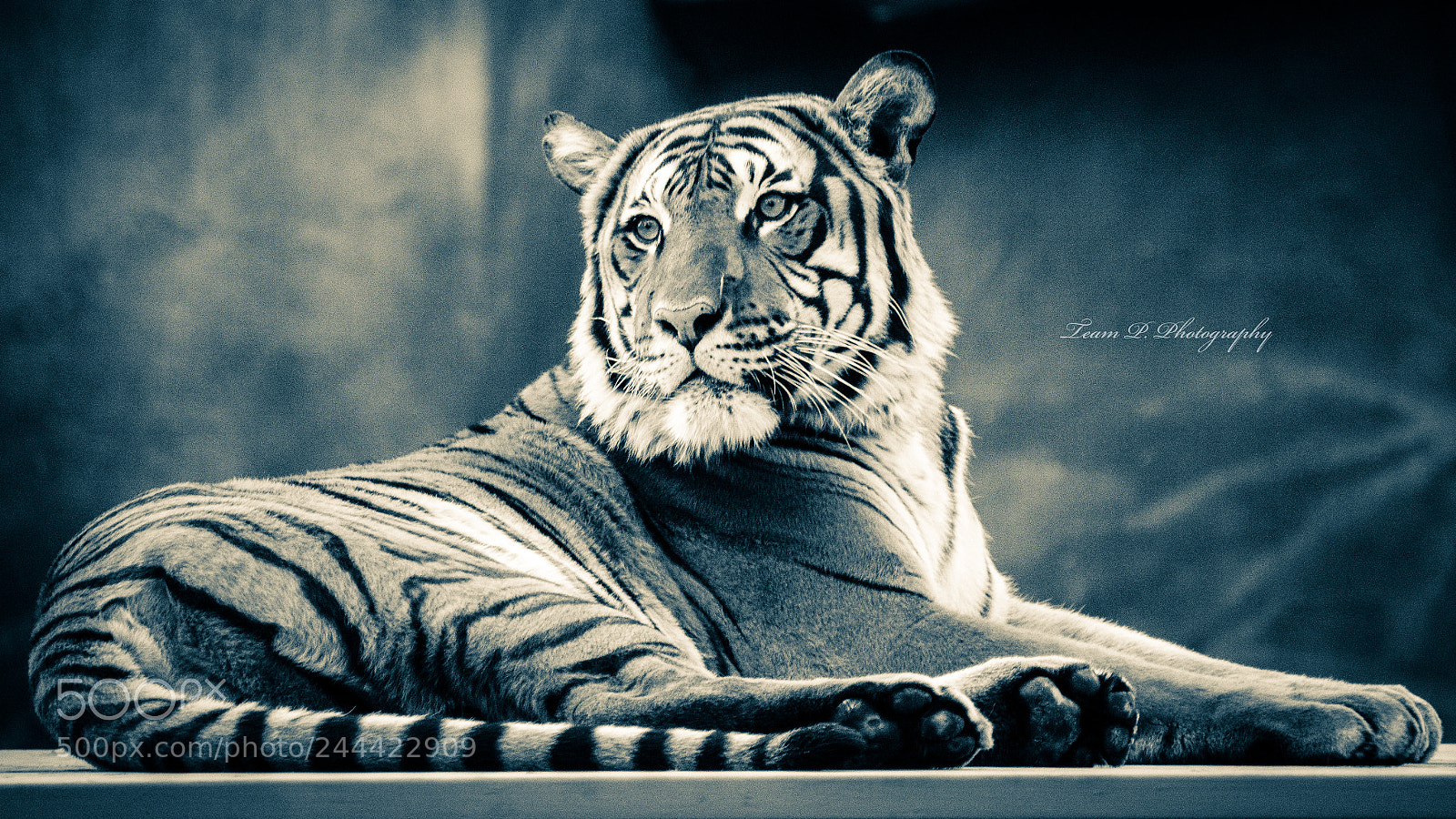 Nikon D3400 sample photo. Tiger in the twilight photography