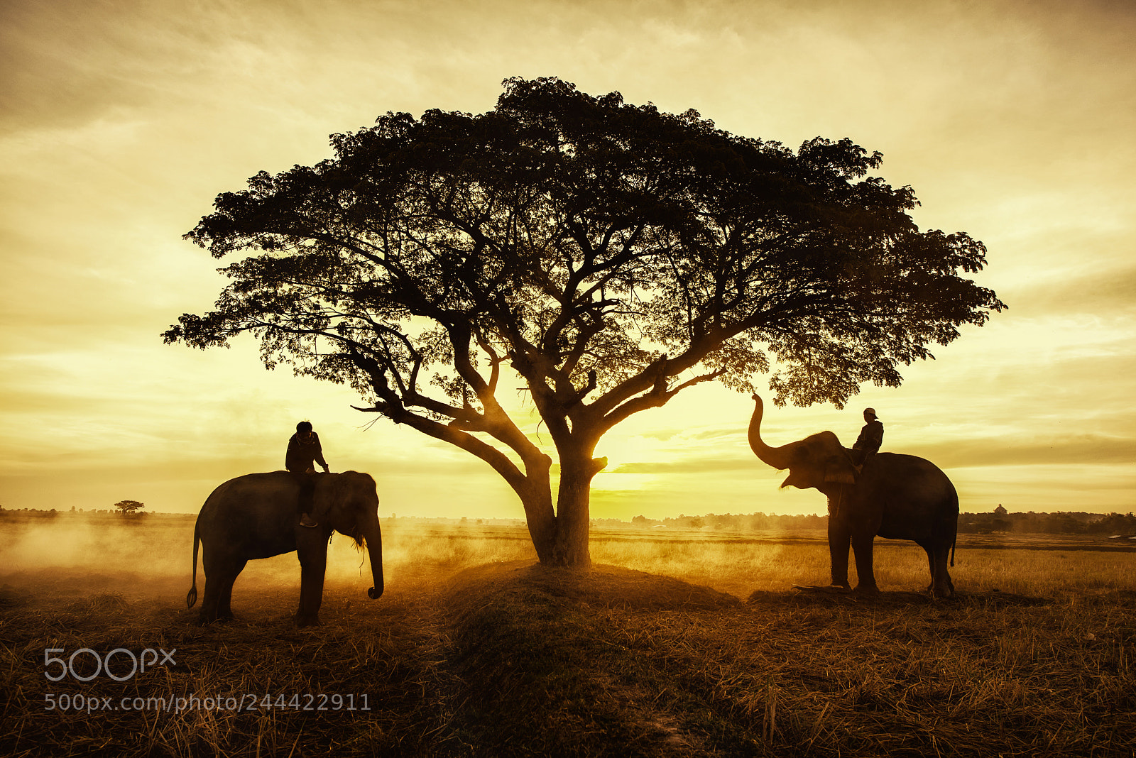 Nikon D810 sample photo. Thailand countryside photography