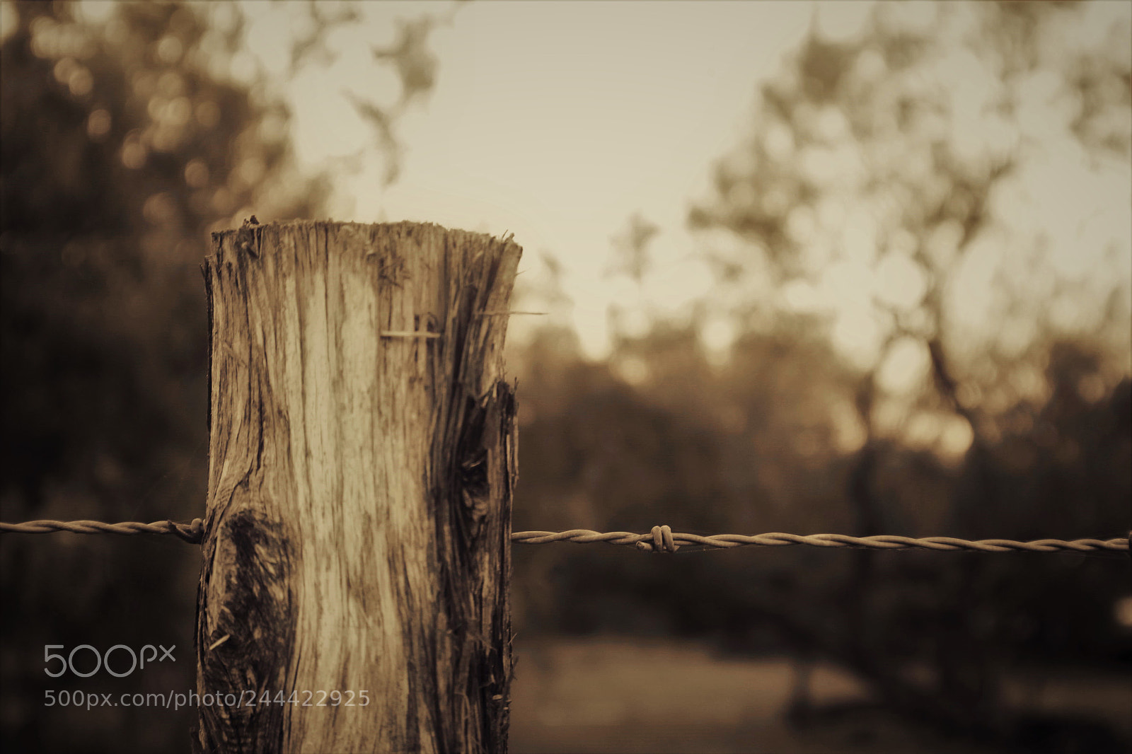 Canon EOS 500D (EOS Rebel T1i / EOS Kiss X3) sample photo. Barbed wired morning photography