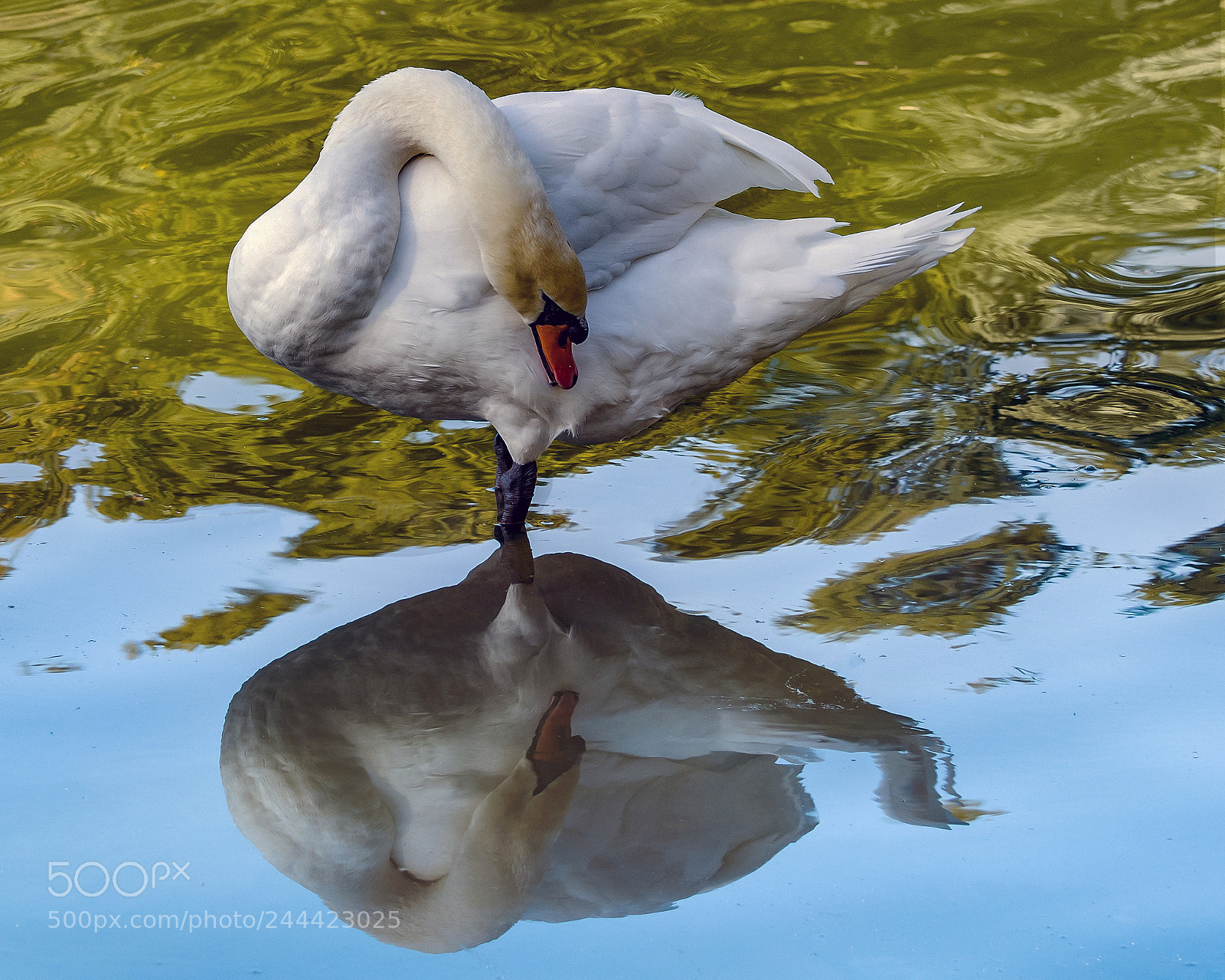 Nikon D500 sample photo. Swan doppleganger photography