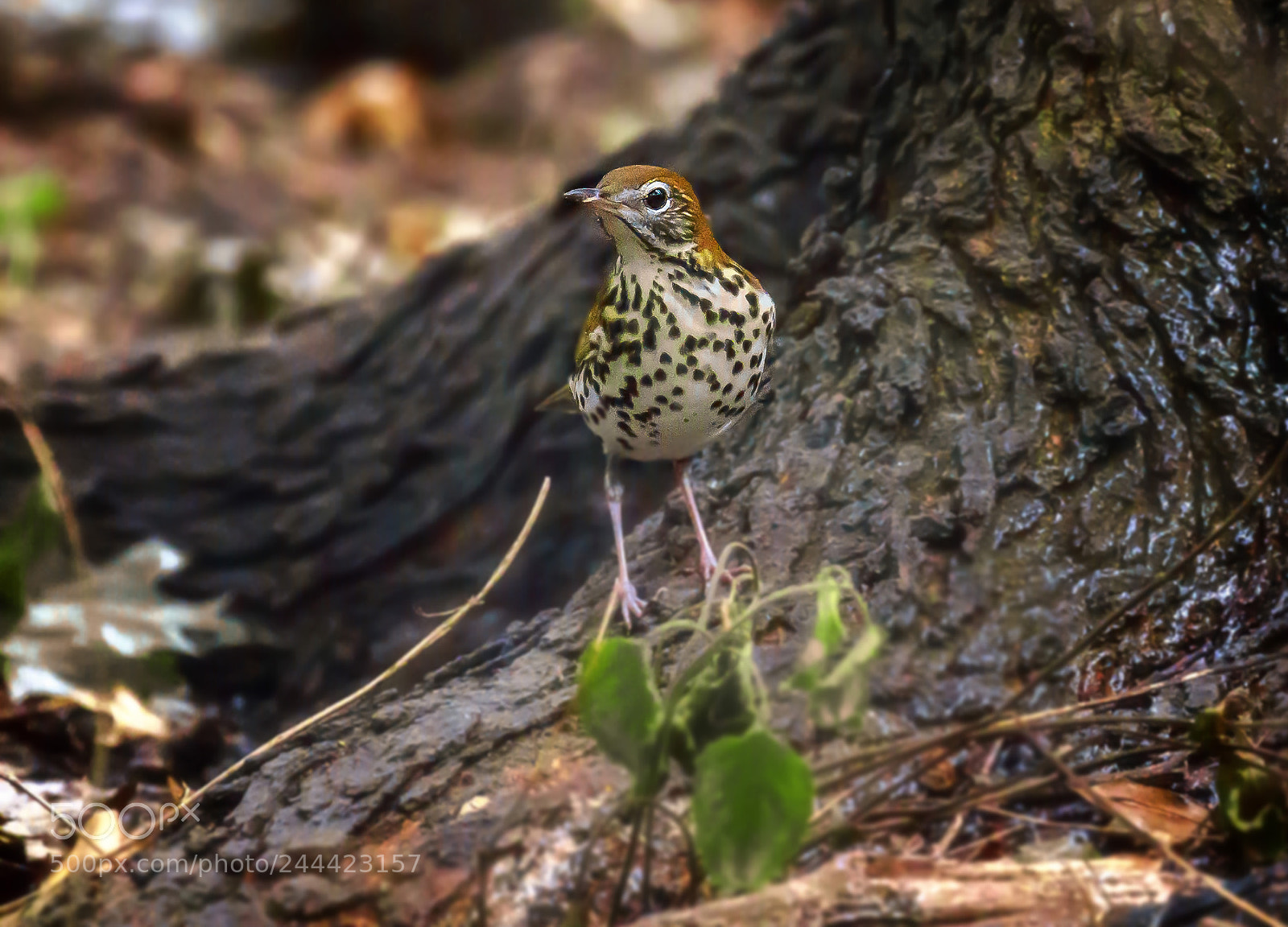 Canon EOS 7D Mark II sample photo. Wood thrush photography