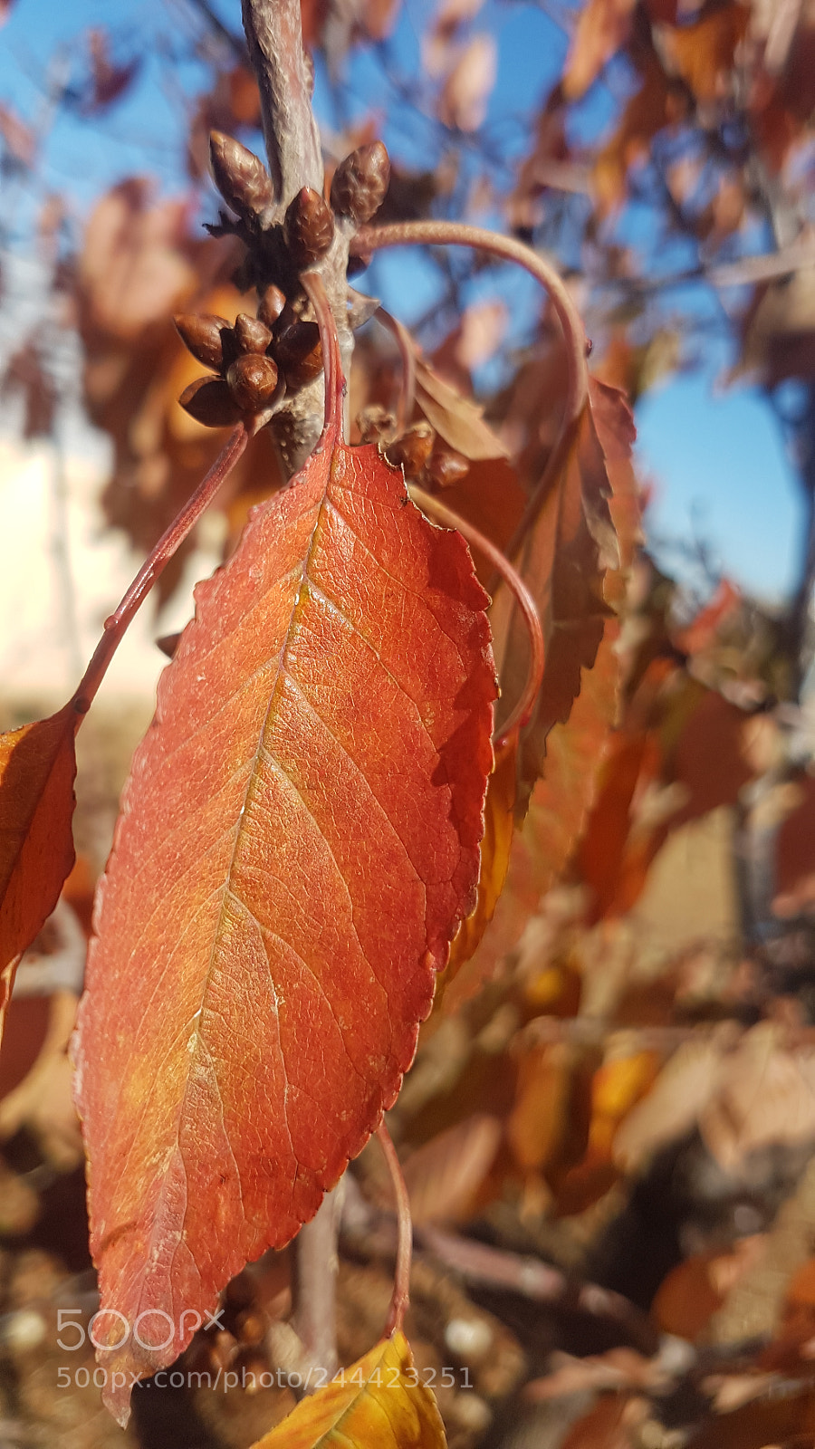 Samsung Galaxy S7 Edge sample photo. Autumn photography