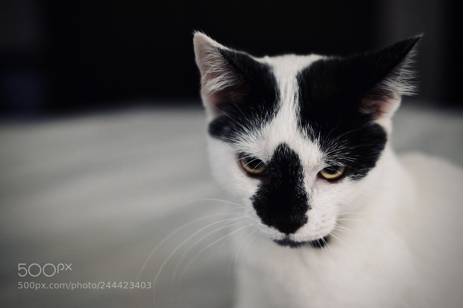 Fujifilm X-T20 sample photo. Mad eyes photography