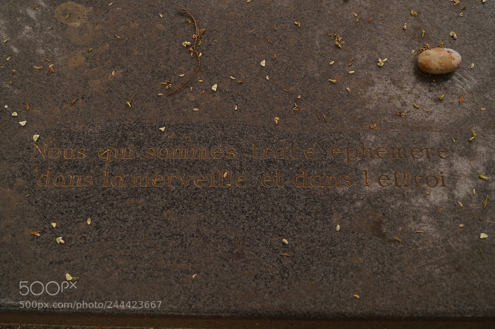 Sony SLT-A37 sample photo. Untitled photography