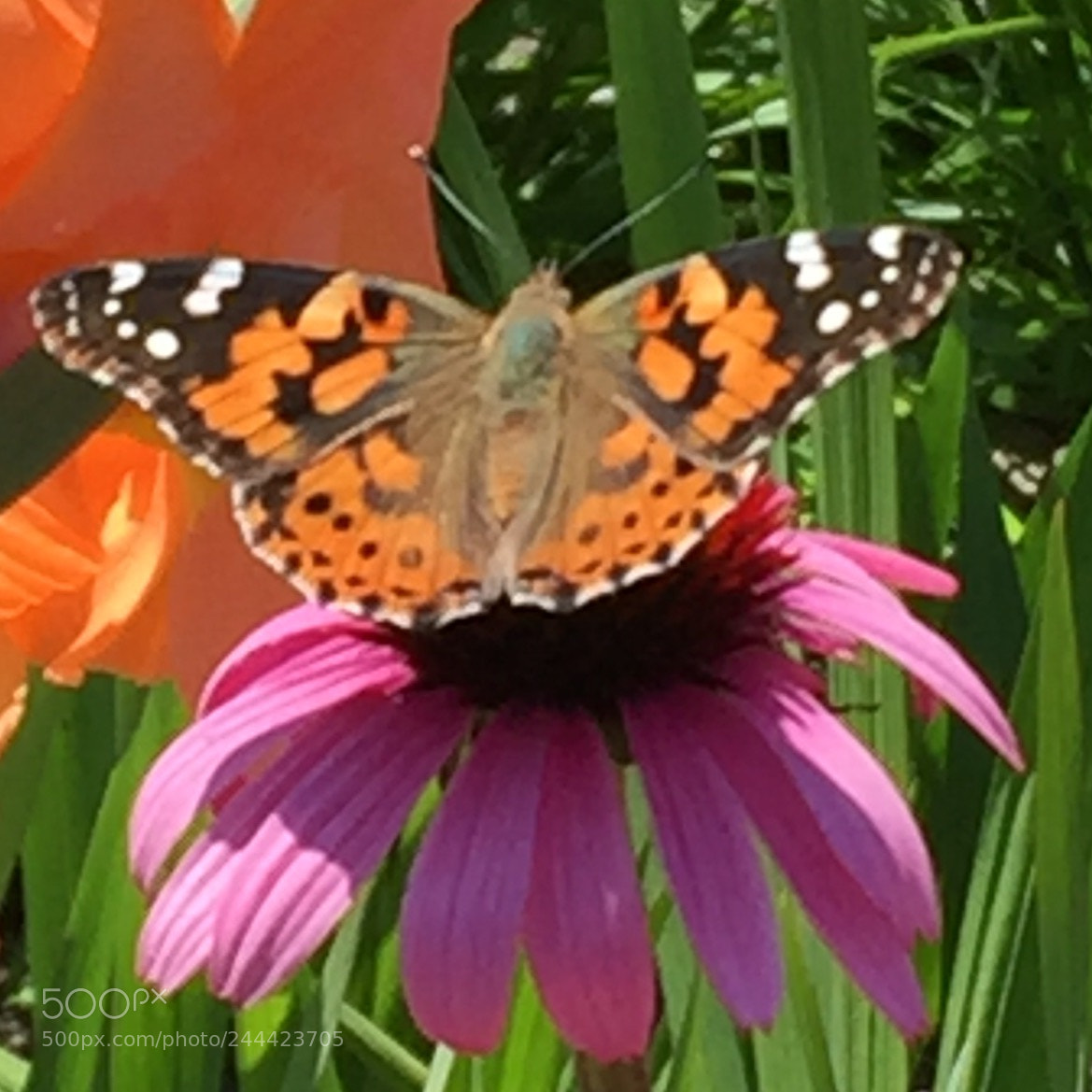 Apple iPhone 6 sample photo. The butterfly photography