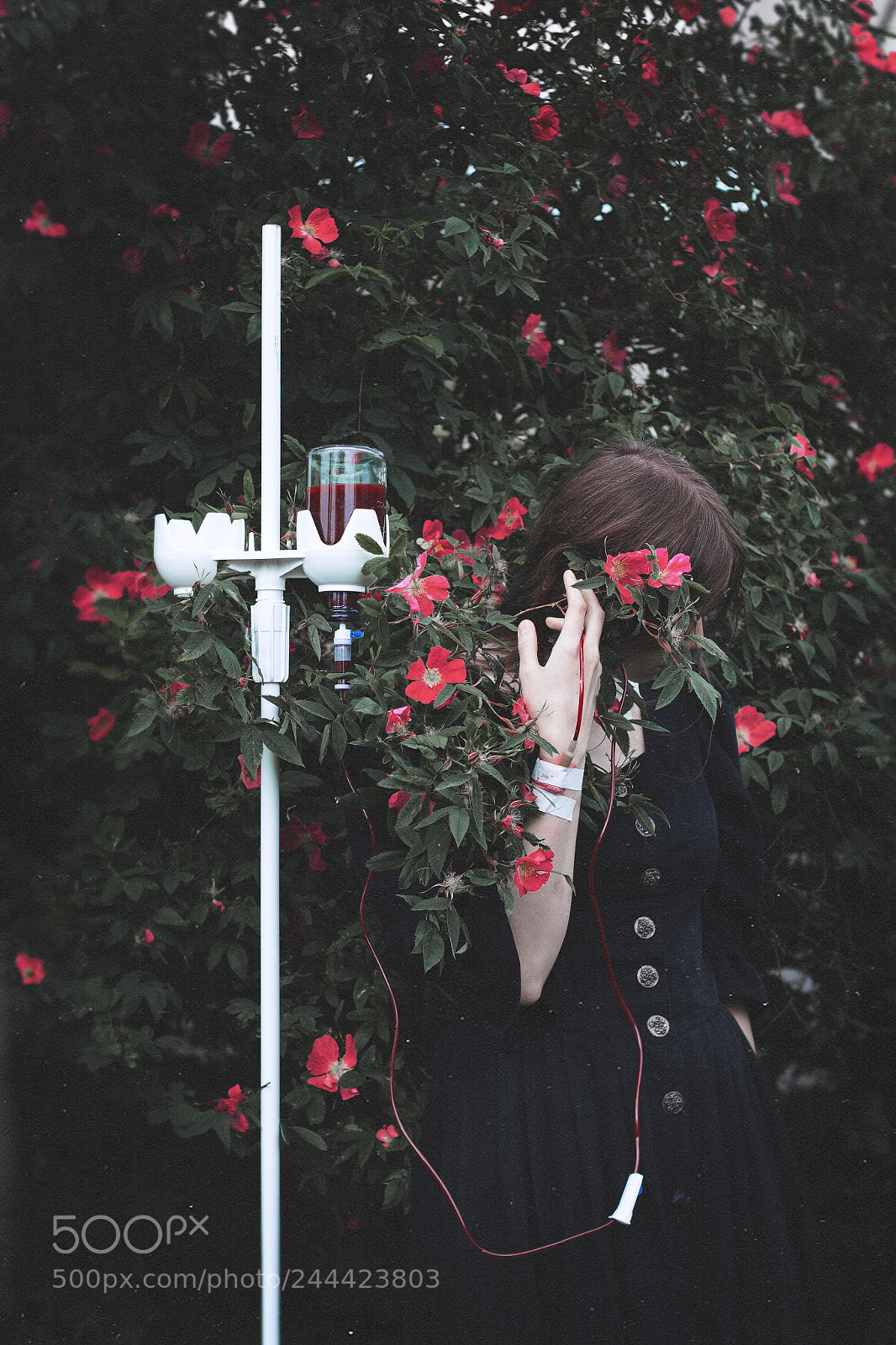 Canon EOS 650D (EOS Rebel T4i / EOS Kiss X6i) sample photo. Garden of pain photography