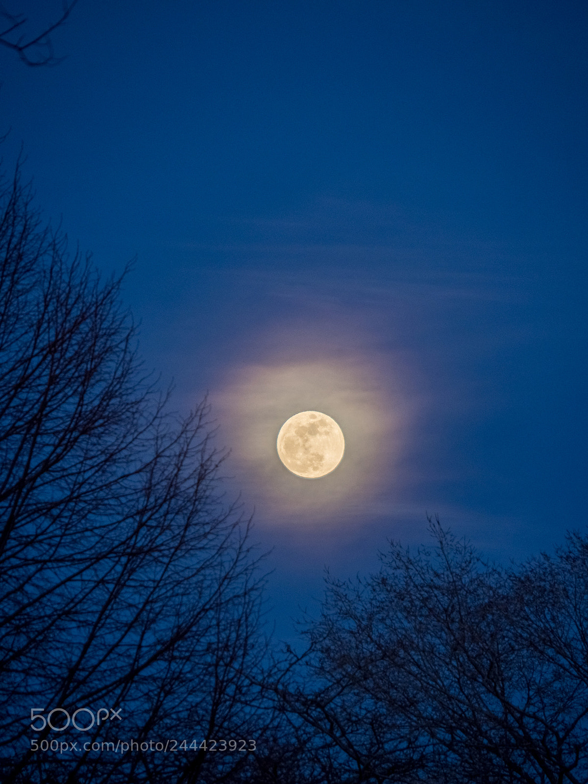 Olympus OM-D E-M1 Mark II sample photo. Once in a blue photography