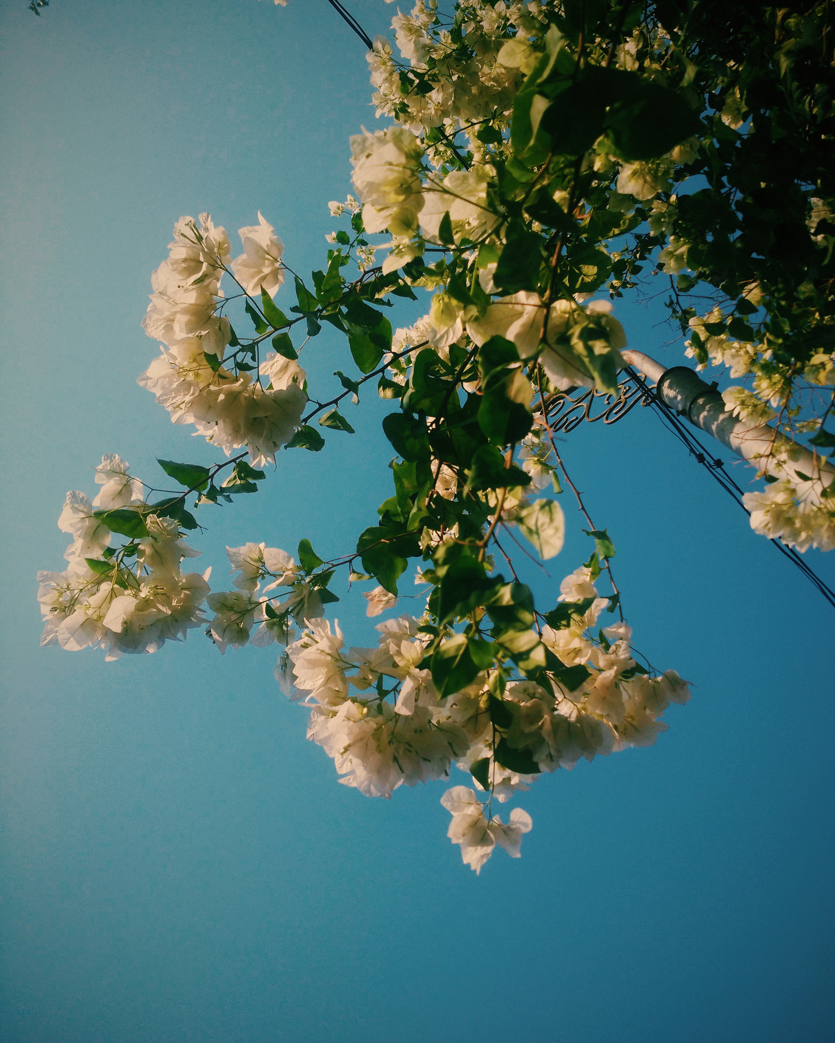 Xiaomi MI4 sample photo