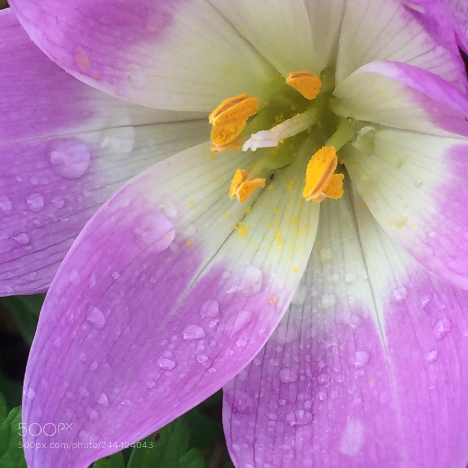 Apple iPhone 6 sample photo. Water drops photography