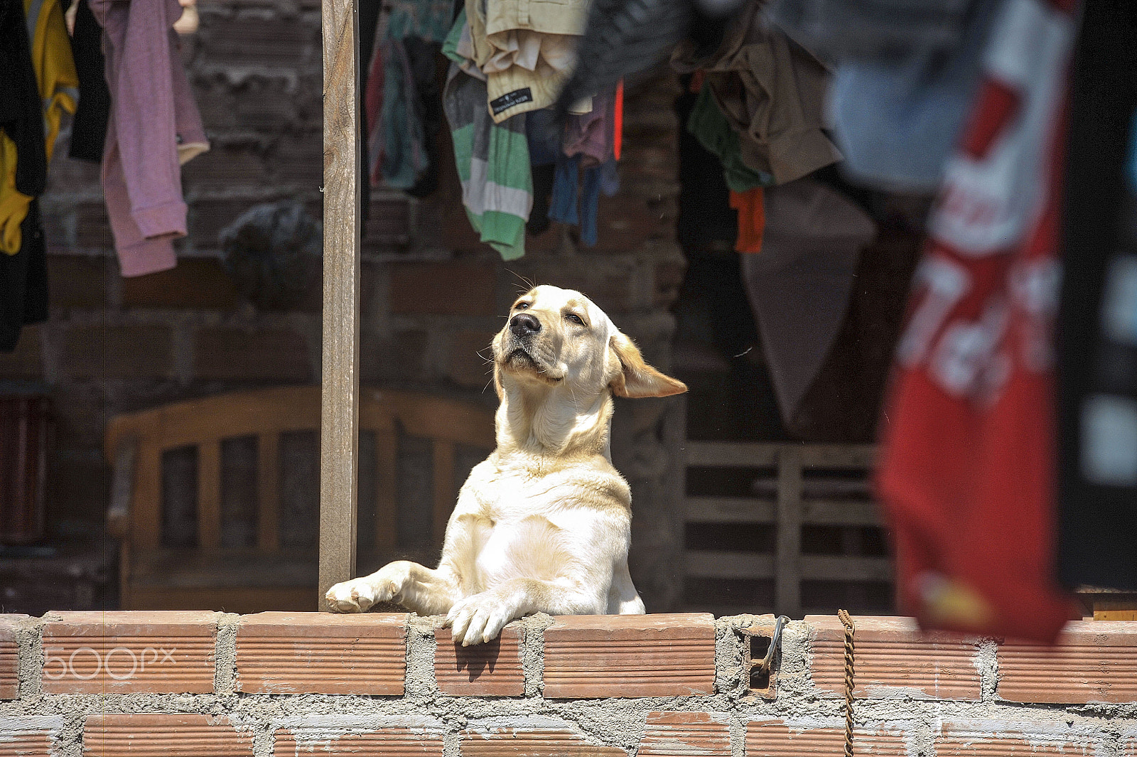 Nikon D3 sample photo. Parque, perro y gatos photography