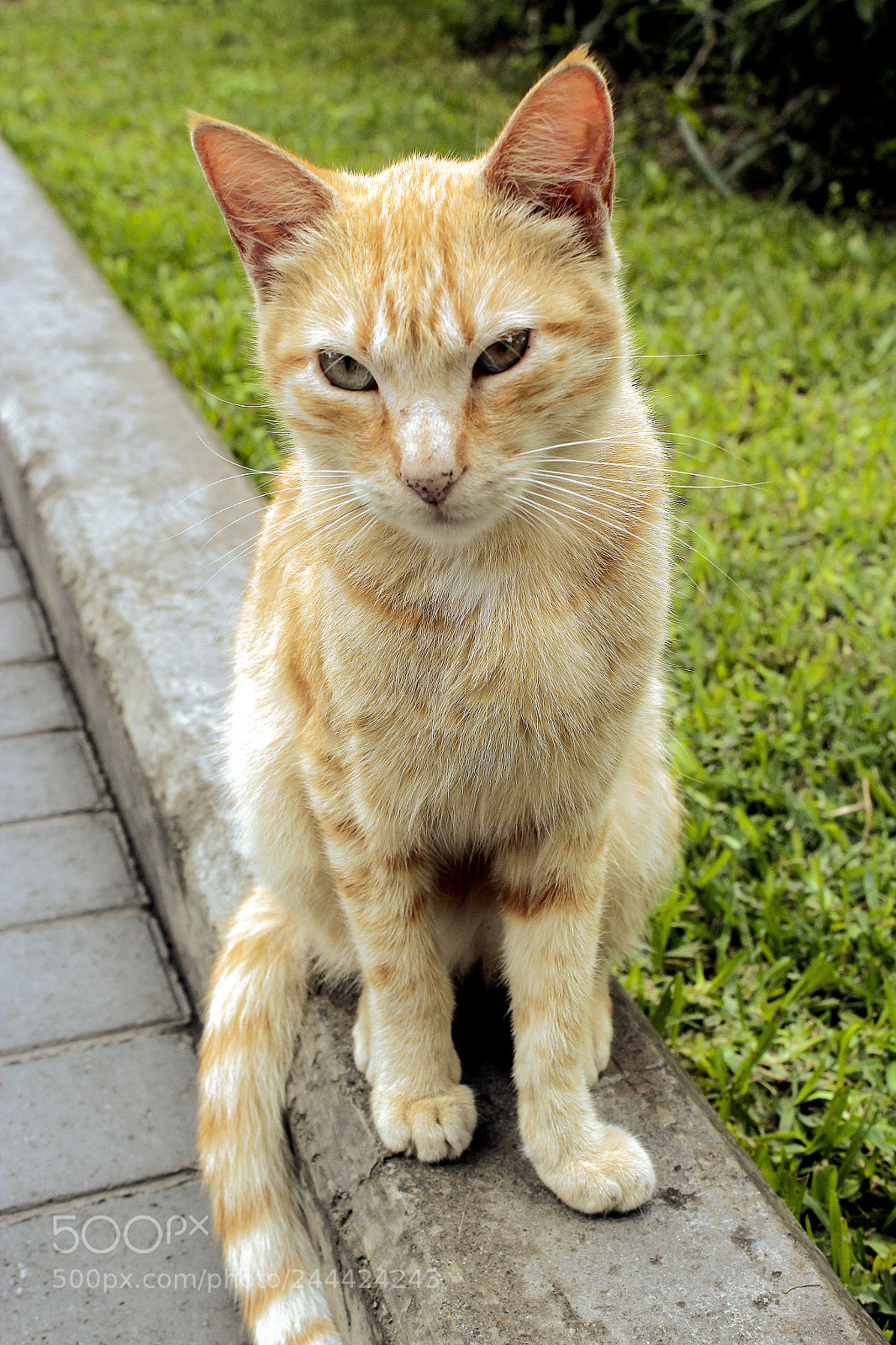 Canon EOS 1200D (EOS Rebel T5 / EOS Kiss X70 / EOS Hi) sample photo. Parque, perro y gatos photography