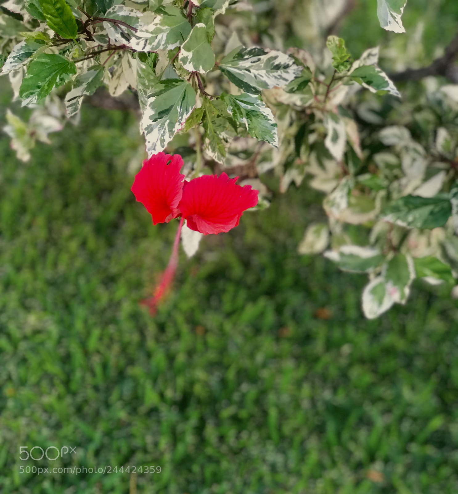 Apple iPhone 7 Plus sample photo. Hawaiian flower photography