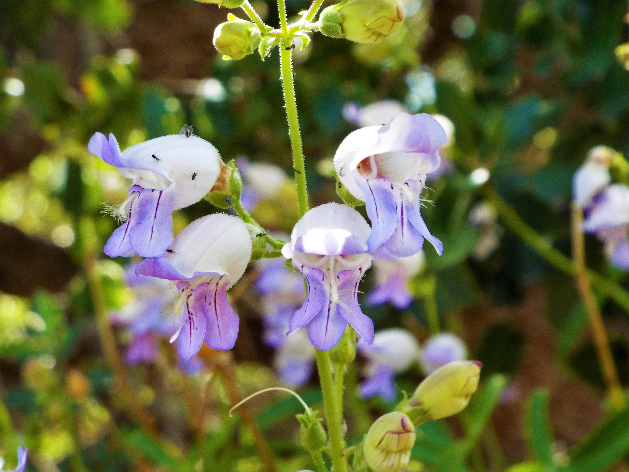 Fujifilm FinePix S8400W sample photo. California flowers (2013) photography