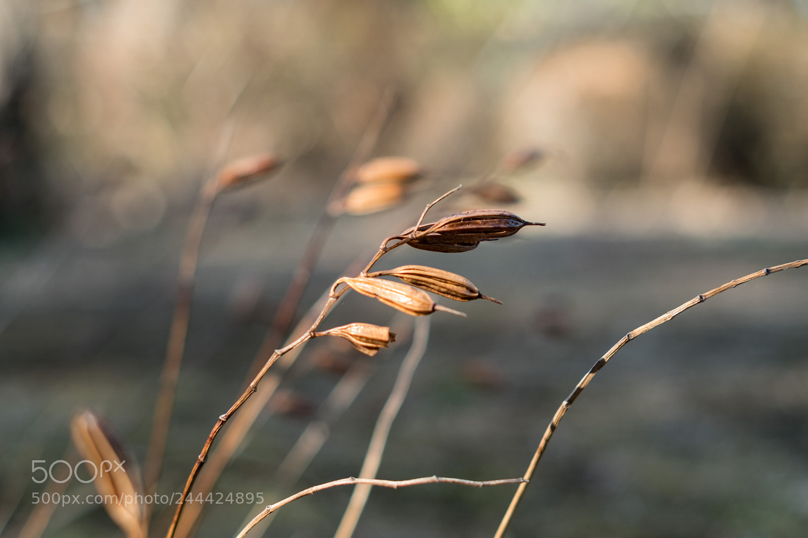 Fujifilm X-Pro2 sample photo. Dry weeds photography