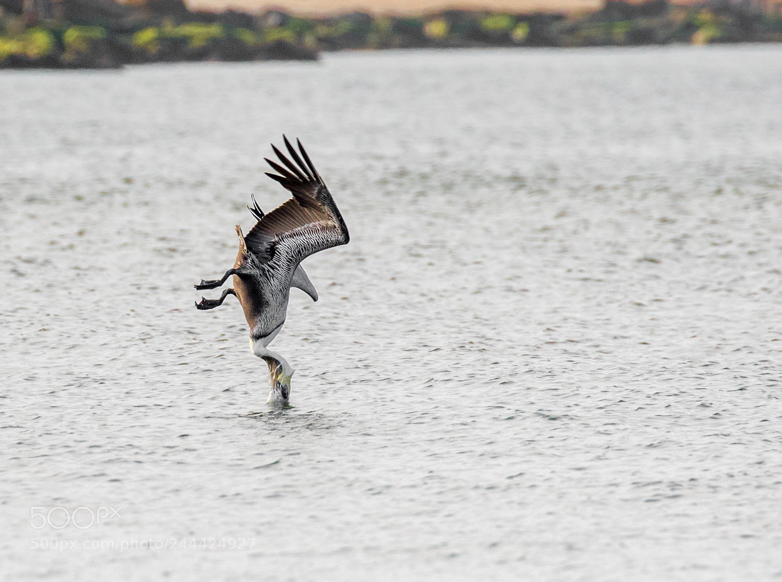 Canon EOS 7D Mark II sample photo. Pelican in action photography