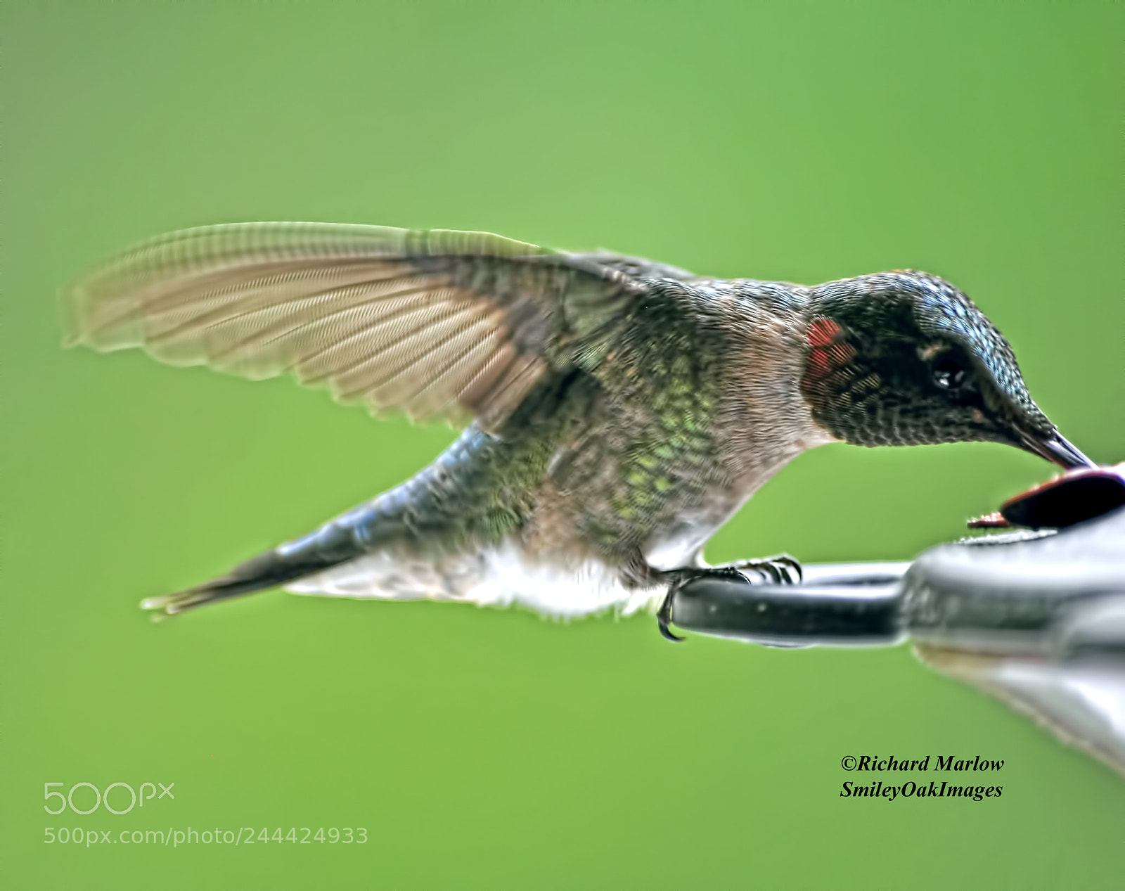 Nikon D5000 sample photo. Hummingbird photography