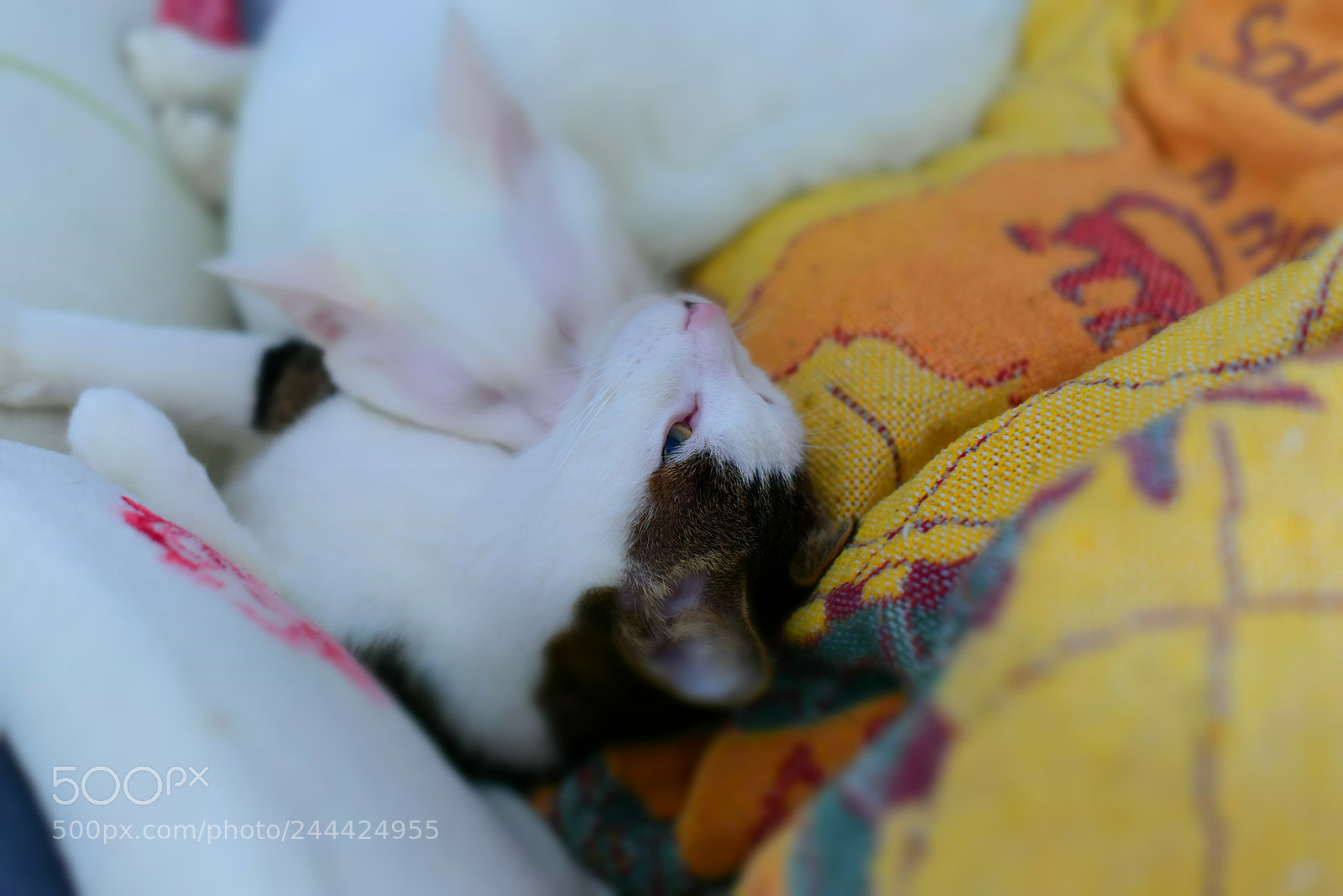 Nikon D750 + Nikon AF-S Nikkor 50mm F1.4G sample photo. 啃啃 photography