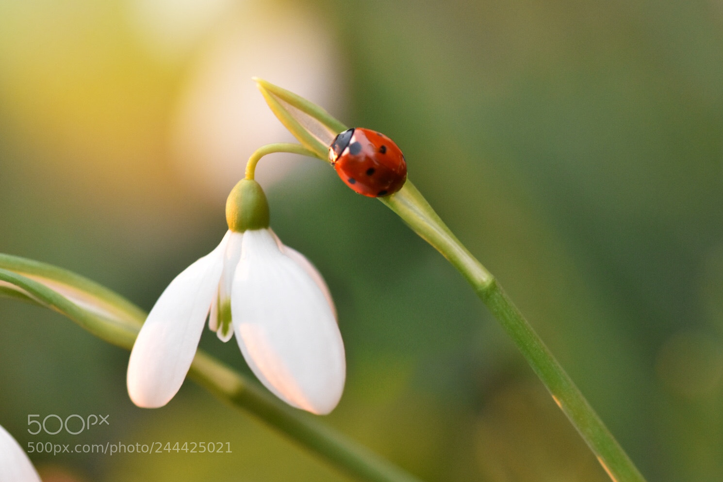 Nikon D5600 sample photo. First ladybird this year photography