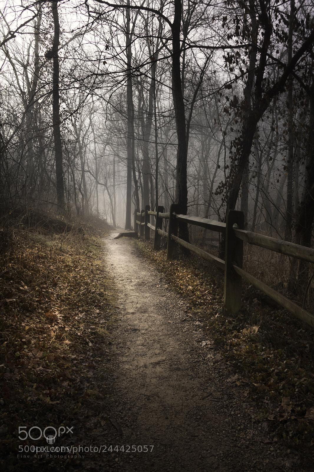 Canon EOS 60D sample photo. Kingfisher fog ii photography
