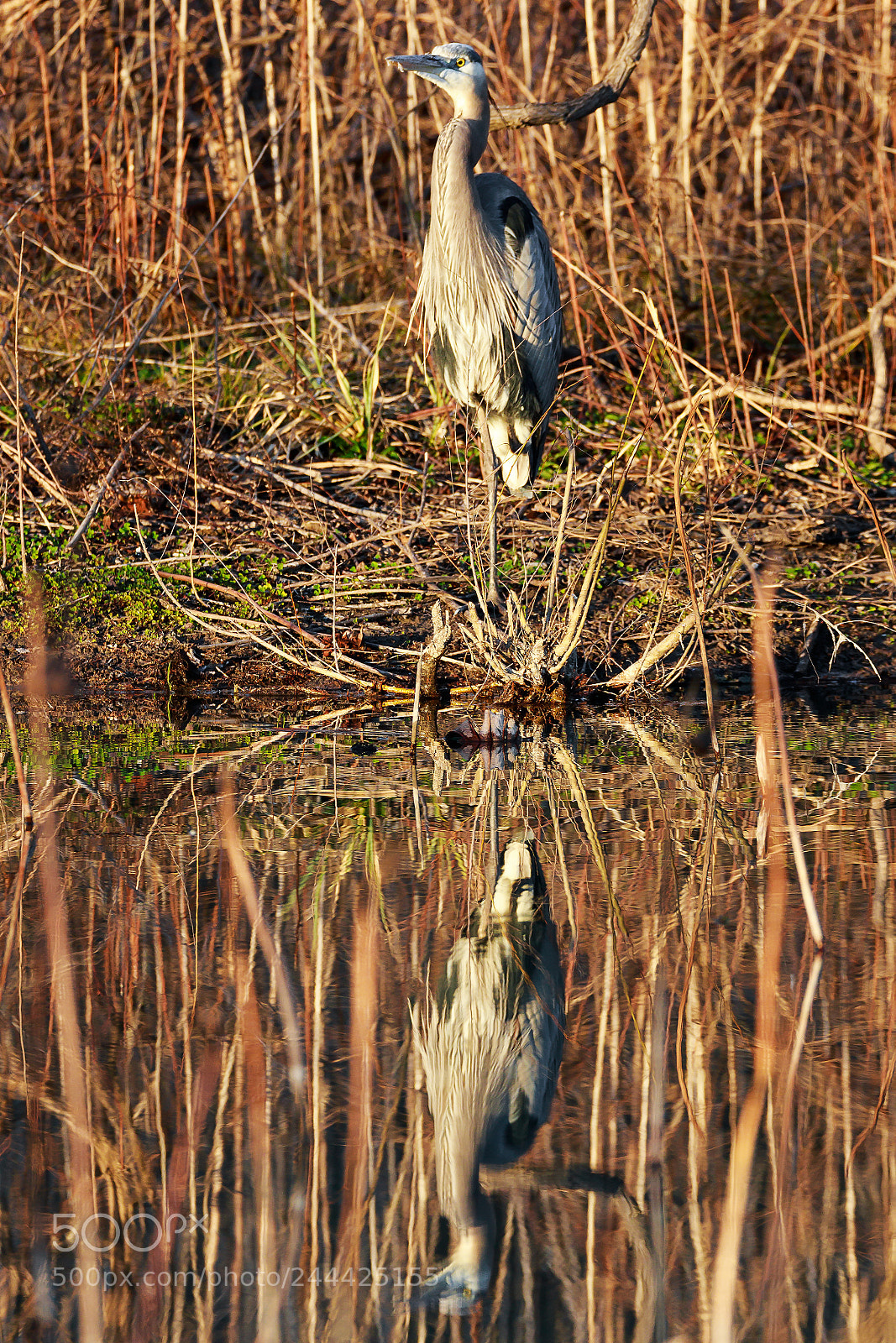 Canon EOS 7D Mark II sample photo. Great blue heron photography