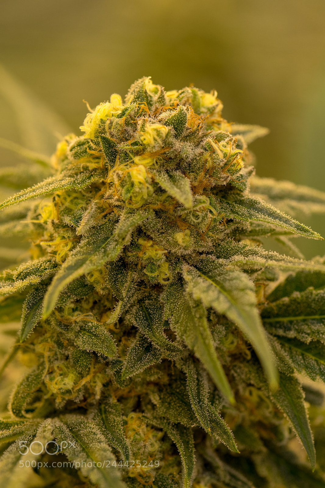 Nikon D7500 sample photo. Cannabis plant 7 photography