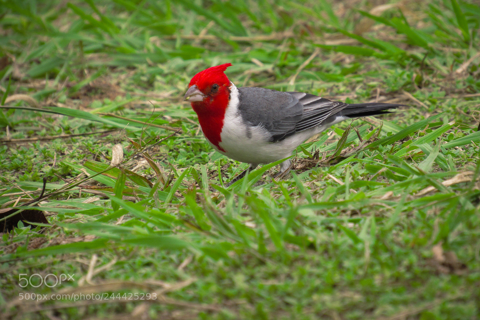 Canon PowerShot SX530 HS sample photo. Cardenal bird photography