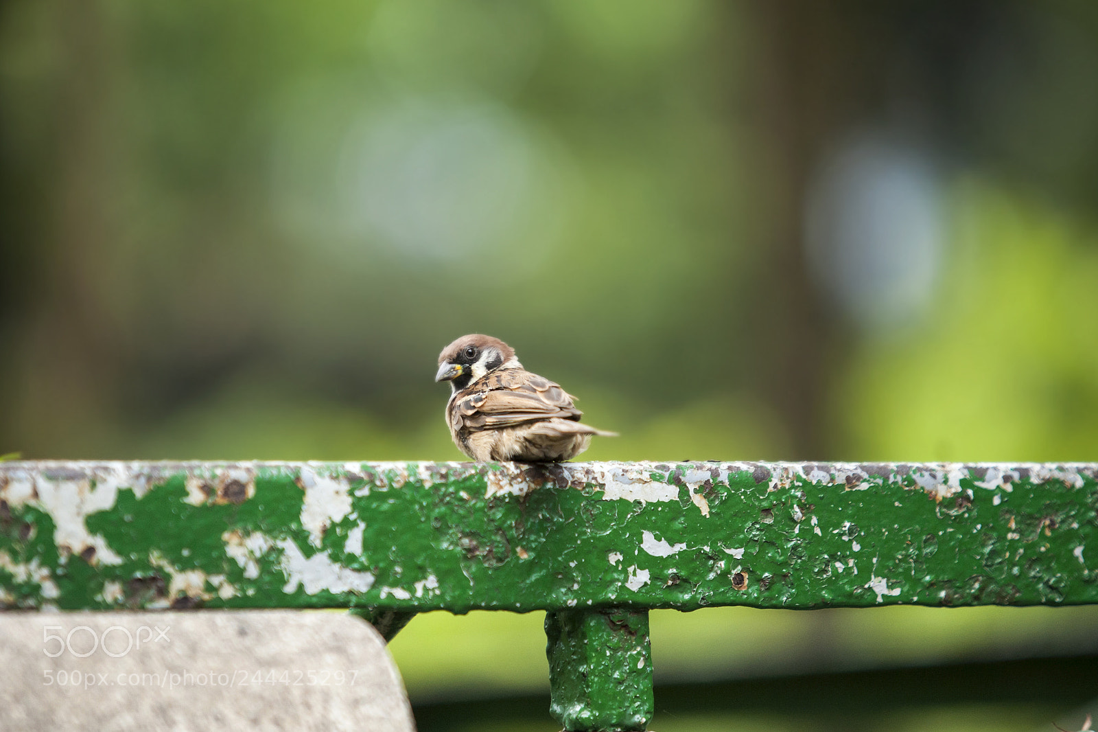 Canon EOS 5D sample photo. Sparrow perched in the photography
