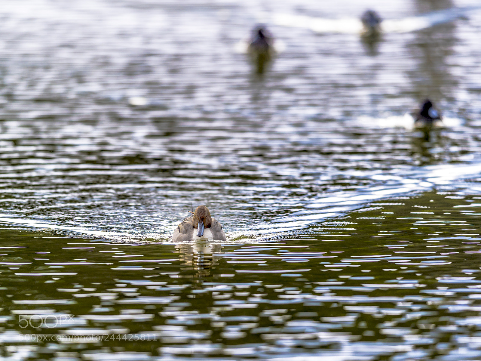 Nikon D5 sample photo. Wave photography