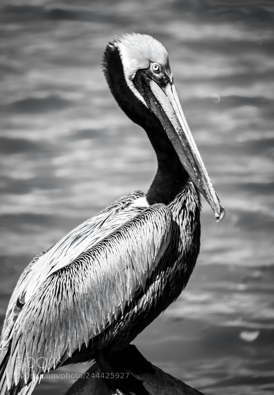 Nikon D7200 sample photo. Pelican portrait photography