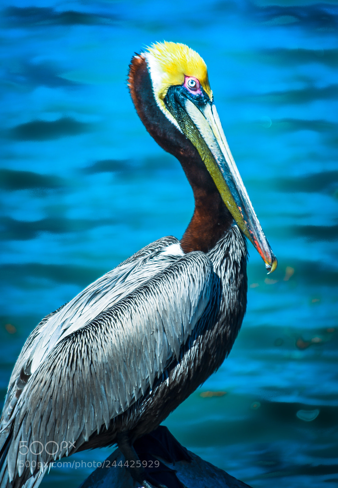 Nikon D7200 sample photo. Pelican portrait photography