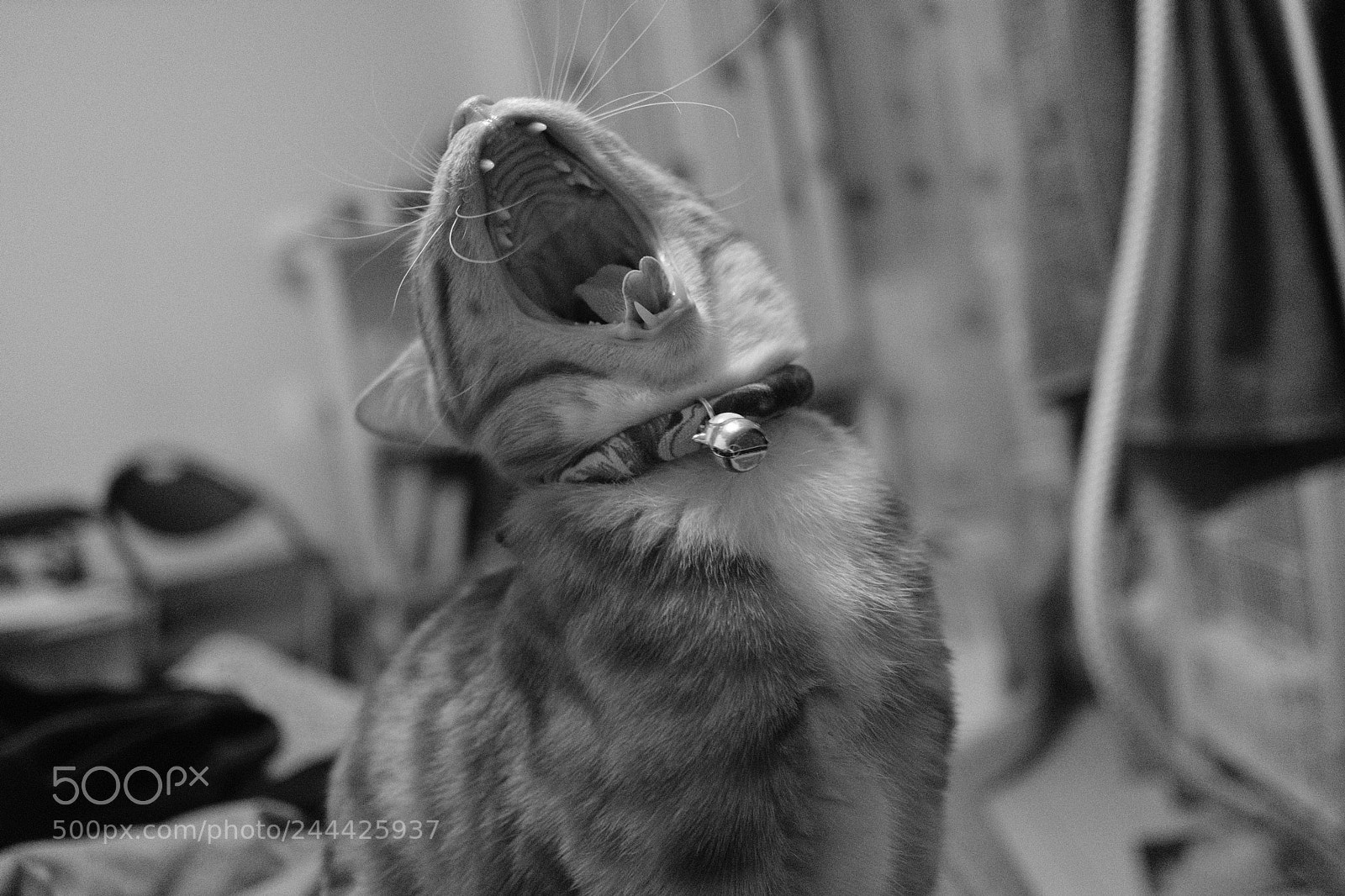 Fujifilm X-Pro2 sample photo. Catty photography