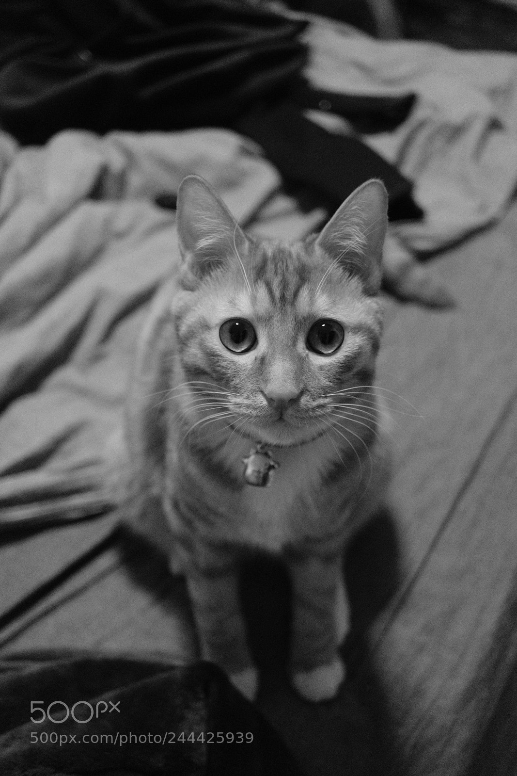 Fujifilm X-Pro2 sample photo. Catty photography