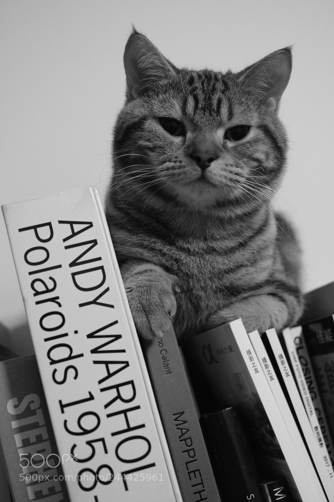 Fujifilm X-Pro2 sample photo. Night with cat photography
